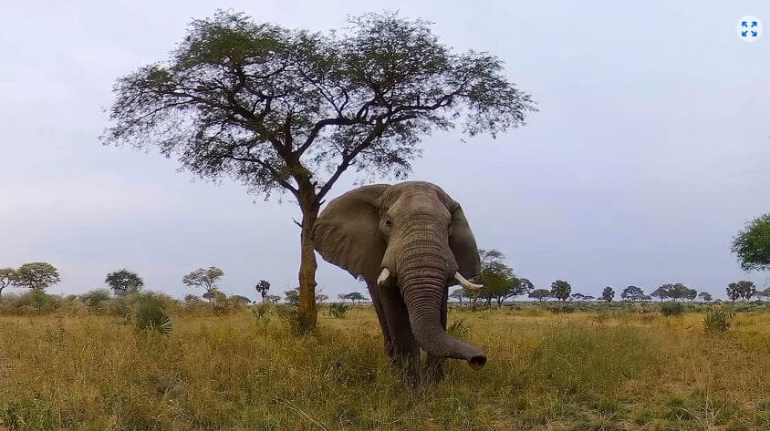 Meta Quest 游戏《野生动物探险之旅》Murchison Falls: The Awarded Wildlife Adventure with Elephants, Lions and Hyenas