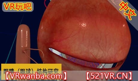 Steam串流游戏《眼睛（眼球）结构研究》EyeShow（免费下载）