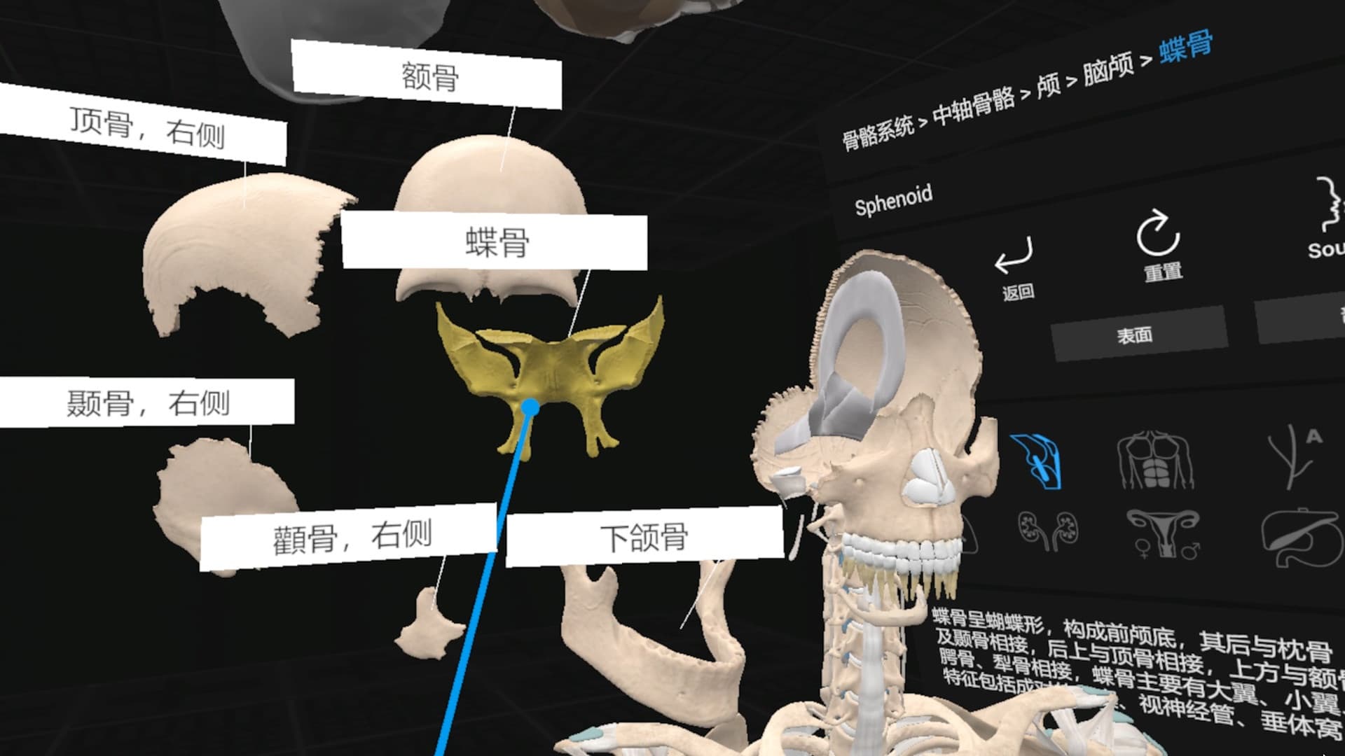 Steam串流游戏《日常解剖VR》Everyday Anatomy VR(免费下载)