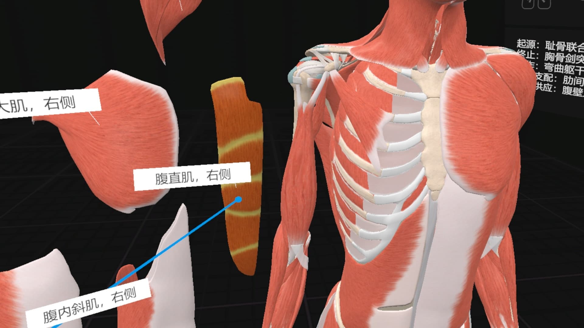 Steam串流游戏《日常解剖VR》Everyday Anatomy VR(免费下载) 游戏截图