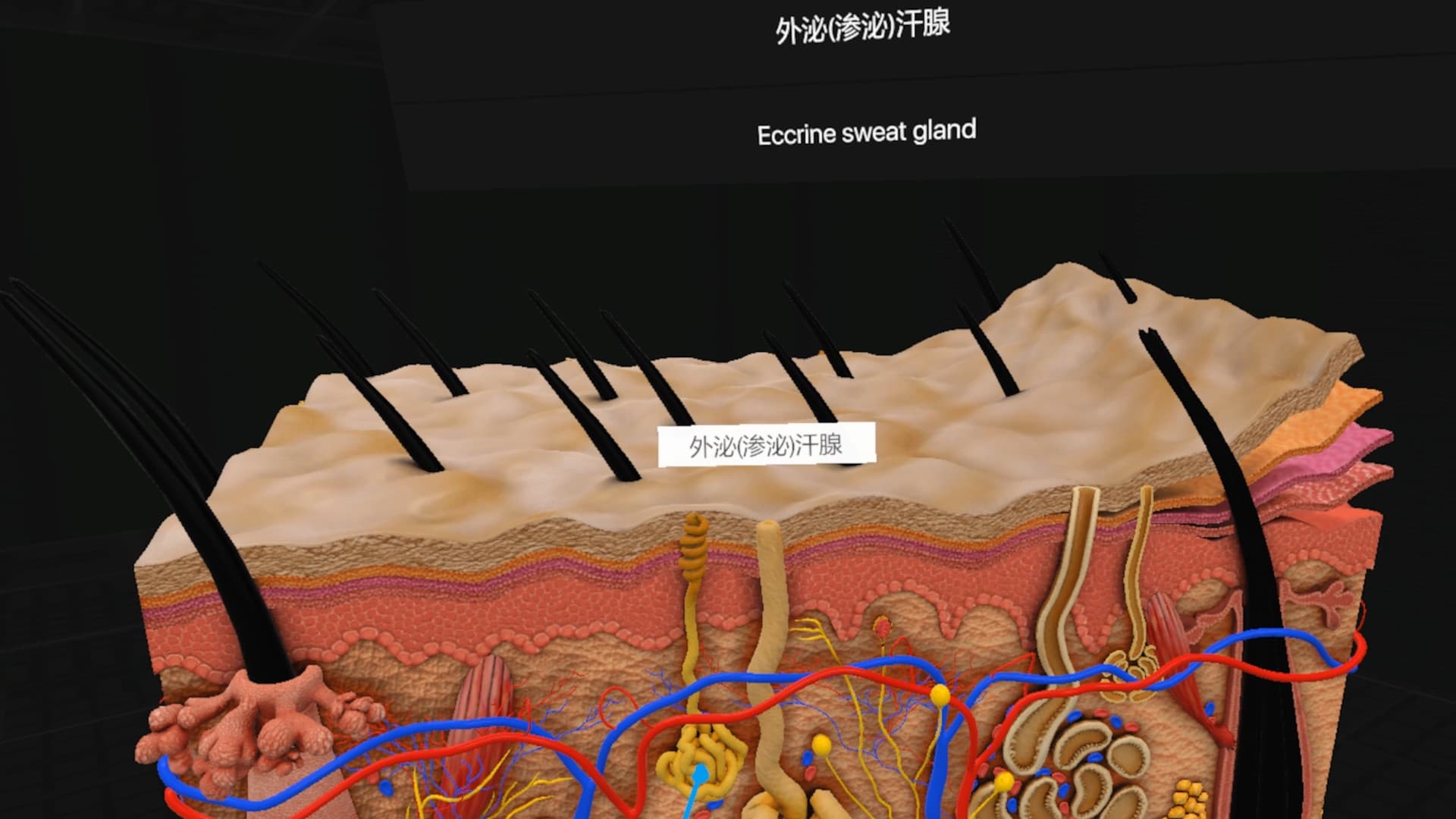 Steam串流游戏《日常解剖VR》Everyday Anatomy VR(免费下载) 游戏截图